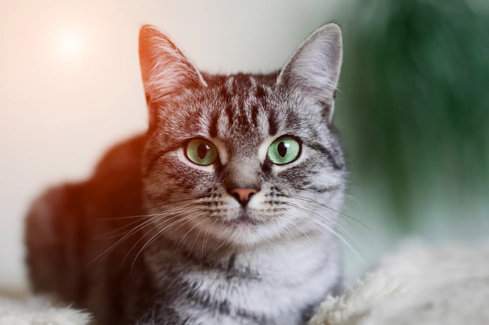 Brown Cat Sweet